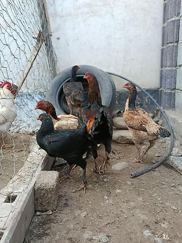 Куры, петухи: Продаю | Куры | На забой, Несушки, Для боев — 7