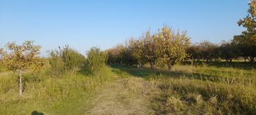 Ağaclar: Goranboy rayonu, Hazırəhmədli kəndində yerləşən 2 hektar meyvə bağı — 4