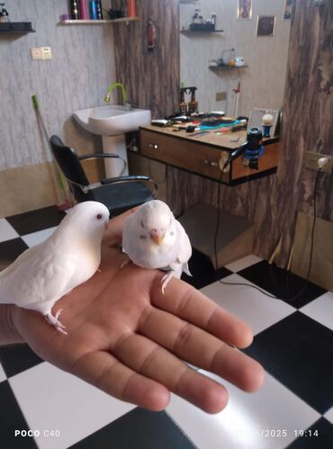 Qəfəslər: Valnist korella karella her rengde qiymet munasib qefes qefesler