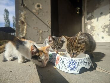 купить кошку британская вислоухая: Котята ищут добрые руки, находятся в Воронцовке. Серо-белый самый