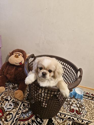 pulsuz itlerin verilmesi: Pekines, 2 il, Erkək, Cütləşmə üçün — 2