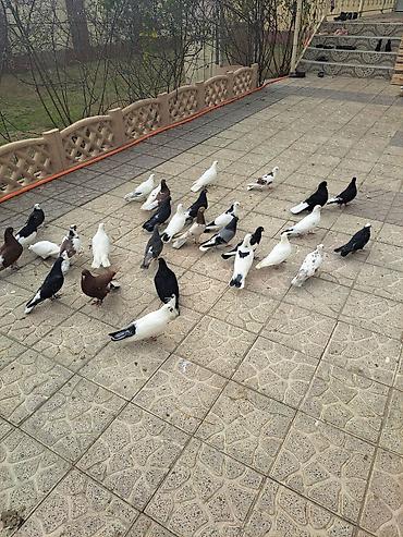 Göyərçinlər: Salam 35 eded goyercindi kom 7 manat.tek tek 10 manat. Təsvir: - — 5