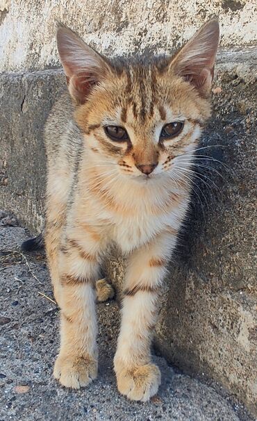 сибирская трехцветная кошка: 3 айлык, Эркек