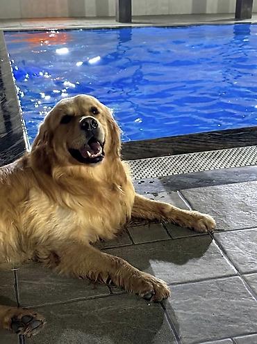 cütləşdirmək üçün: Retriever, 5 il, Erkək, Cütləşmə üçün — 9