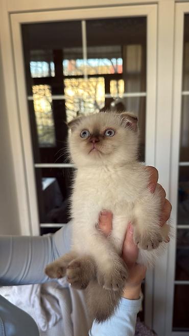 Pişiklər: Şotland — 6