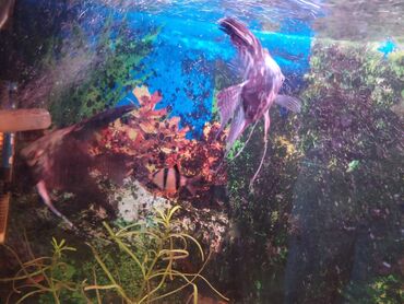 akvarium sifarisi: Skalyariy satilir 2 eded, böyük ölçü, barter olur