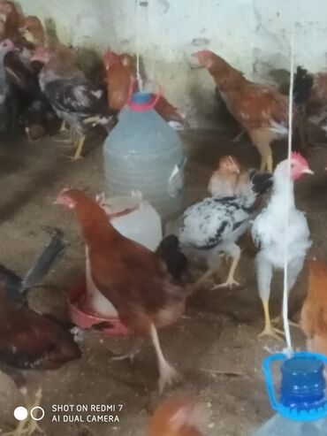 Cücələr: Toyuq cücələri, Damazlıq — 5