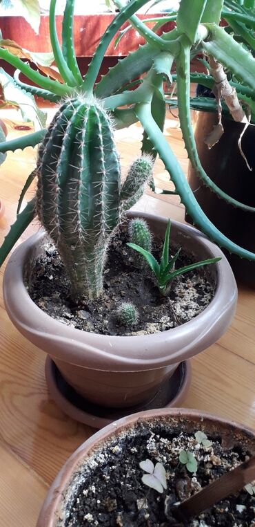 высокий кактус: Kaktus və Aloe votsapa yazın