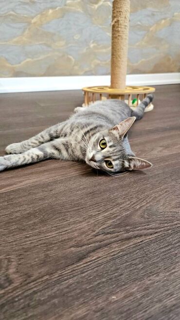 Pişiklər: Dişi, Yaxşı əllərə, Pulsuz çatdırılma — 11