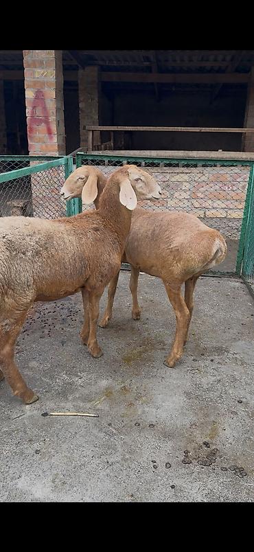 Продам с/х животных: Продаю | Овца (самка), Ягненок | Арашан | Для разведения | Ярка — 1