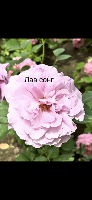 Роза: Саженцы Платная доставка, Самовывоз — 12