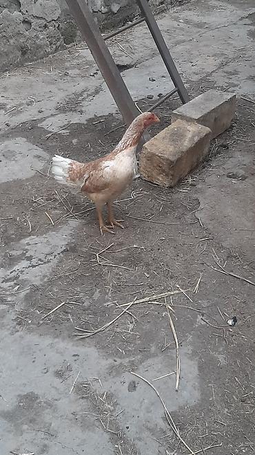 Toyuqlar: Toyuq, Yumurtalıq, Ödənişli çatdırılma — 10