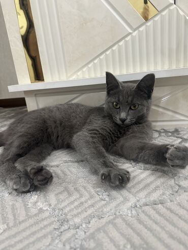 Отдам даром кошку: Кошка даром: Британская короткошёрстная, 7 месяцев, Мальчик