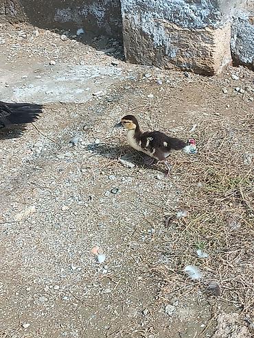 krasnadar ördək: 1 erkek lal ördək 2 disi lal ördək bir xoruz bir toyug birdeki — 2