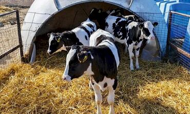 продажа охотничьих собак: Сатам | Уй (ургаачы), Кунаажын, Музоо | Бордоп семиртүү үчүн, Союуга, Көбөйтүү үчүн