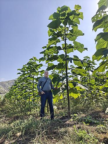 sitili: Pavlovniya tingi topdan.Hibrid Şantong sortu 1 ci — 5