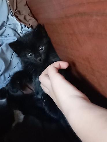 кошка даром: Отдам котят даром, в хорошие руки! Два мальчика одна девочка. 1,5 — 7