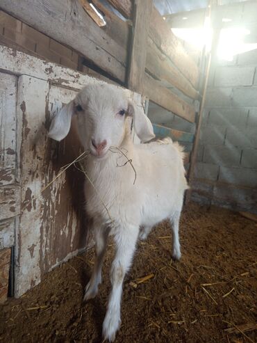 Козы, козлы: Козы — 8