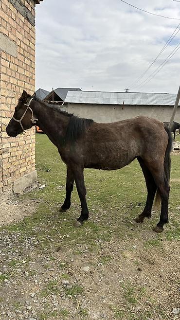 Лошади, кони: Продаю | Кобыла (самка) | Рабочий — 8