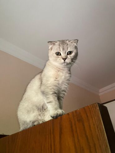 шотландские вислоухие коты: Şotland yastı qulaq, Dişi, Cütləşmə üçün, Ödənişli çatdırılma