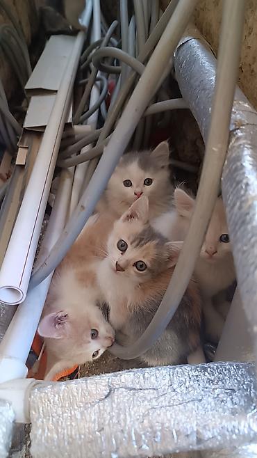 sirin pisikler: Məhsul: Balaca pişiklər (bir bala dəsti) Təsvir: - Şirin pisik — 6