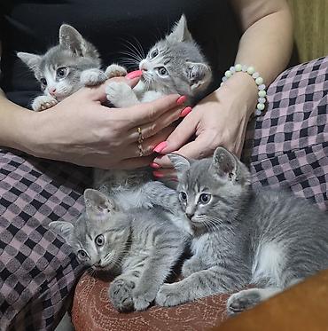 шотландские котята бишкек: Отдам котят в добрые руки, писать в вотсап 
с. Новопавловка — 2
