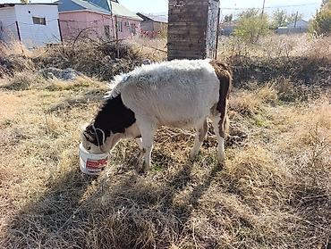 продам сельхоз животных: Продаю | Музоо, торпок | На откорм | Привязанные — 6