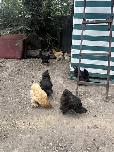 собака сокулук: Сатам | Короздор | Брама | Көбөйтүү үчүн — 3