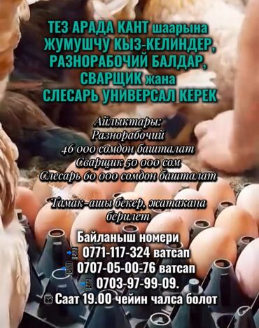 работа на 2 часа в день: Требуется Птичник, Оплата Сдельная, Обучение