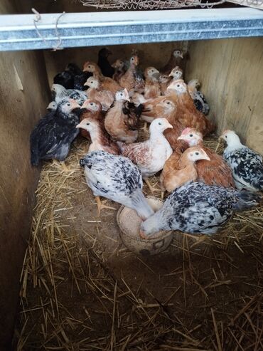 tap.az heyvanlar xudat: 45 gunluk cuce 3.5 azn tam saglam 
catirilma elave odenisle