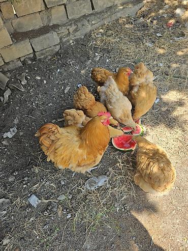 kuban toyuqlari: Toyuq, Orpington, Yumurtalıq, Ödənişli çatdırılma — 2