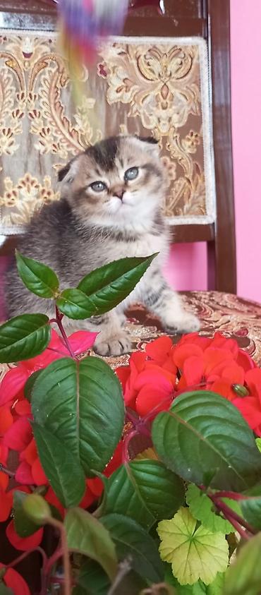 Pişiklər: Şotland — 3