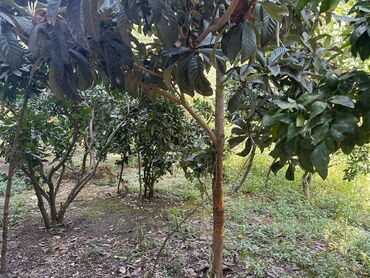 Həyət evləri və villaların satışı: 6 otaqlı, 165 kv. m — 10