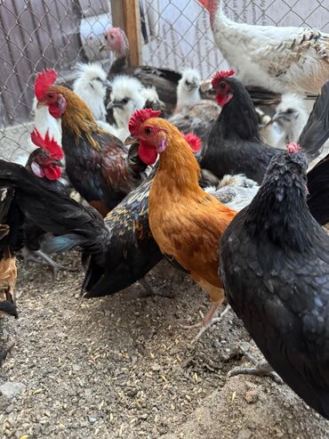 продать животных: Продам Бетнамок петухи