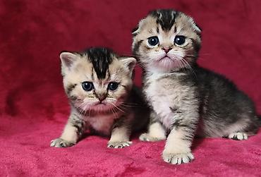 Продажа кошек: Скотиш Фолд (Шотландская вислоухая), 2 месяца, Девочка at lalafo.kg — 7 Продажа кошек: Скотиш Фолд (Шотландская вислоухая), 2 месяца, Девочка — 7