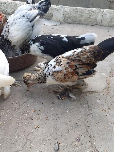 xoruzu: Satsı: dekorativ Yaponka xırda cins toyuqlar (bantam tipli) — 6