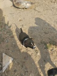 İtlər: 1 ay, Dişi, Ünvandan götürmə — 8