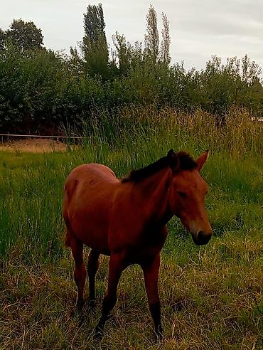 тап аз кошки: Qəhvəyi rəngdə gənc at (tay) Xüsusiyyətlər: - Rəng: tünd-kastan (qara — 3