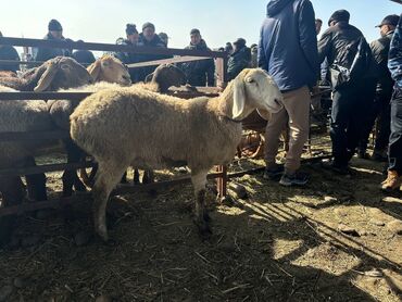 ток сатылат: Сатам | Ургаачы кой (ургаачы), Козу | Арашан | Көбөйтүү үчүн | Токту