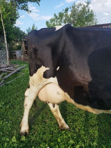 карова швит: Продаю | Корова (самка) | Голштин | Для разведения, Для молока | Стельные