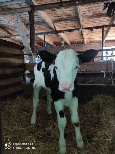 дойных коров: Сатам | Бука (эркек) | Голштин | Сүт алуу үчүн | Жасалма уруктандырылган
