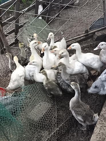 прикол курочки: Продаю гусят. От своих домашних гусей. Возраст разный, цена 1500. Так — 2