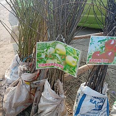 Яблоня: Саженцы плодовых культур — ассортимент сортов Предлагаются саженцы — 21