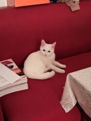 отдам кошку в хорошие руки: Самец, В добрые руки, Самовывоз