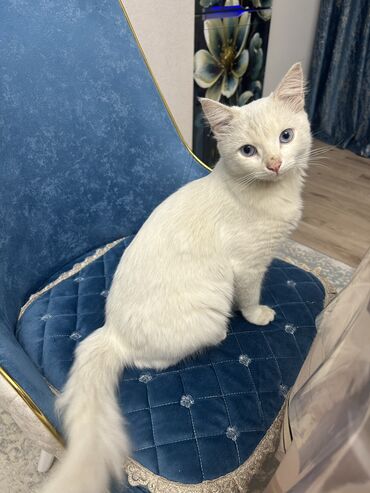 приют для кошек баку: Türk anqora, Erkək, Yaxşı əllərə, Ünvandan götürmə, Ödənişli çatdırılma