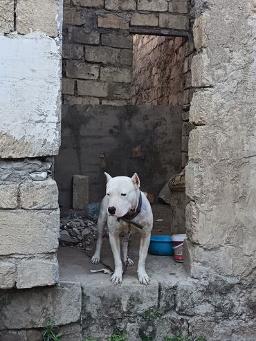İtlər: Ağ rəngli, əzələli, orta-böyük ölçülü it. Qısa tüklü, qulaqları kəsik — 6