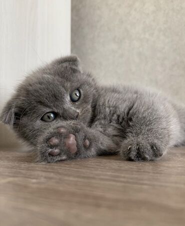 Pişiklər: Şotland yastı qulaq, Erkək, Dişi, Ödənişli çatdırılma, Ünvandan götürmə -da lalafo.az — 9 Pişiklər: Şotland yastı qulaq, Erkək, Dişi, Ödənişli çatdırılma, Ünvandan götürmə — 9