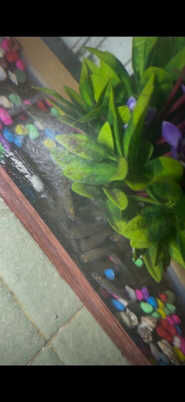 Balıqlar: Sülhsevər, Ünvandan götürmə -da lalafo.az — 1 Balıqlar: Sülhsevər, Ünvandan götürmə — 1