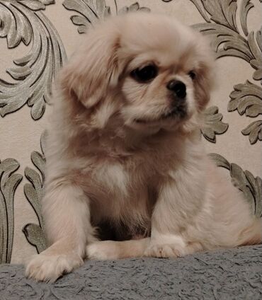 приют собак в баку: Pekines, 3 ay, Erkek, Peyvəndli