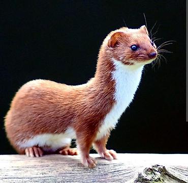 Gəlincik alınır. Axtardığım heyvan: gəlincik (Mustela nivalis tipli